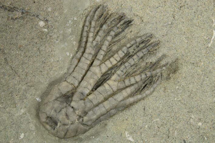 Fossil Crinoid (Sarocrinus) - Crawfordsville, Indiana #310189